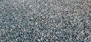 Alfombra