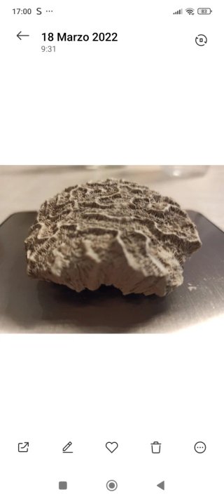 Fósil Coral Cerebro