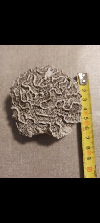 Fósil Coral Cerebro