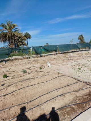Parcela rústica de 600 m² en Asprillas