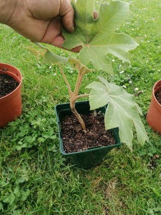 Tetrapanax plantas