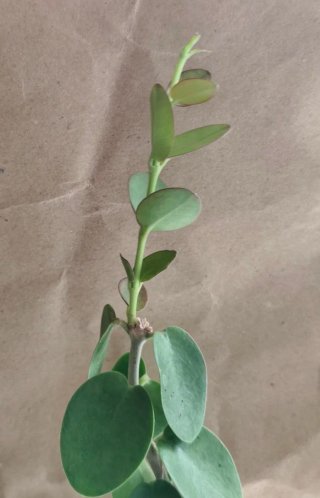 Esqueje Hoya cumingiana