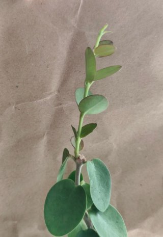 Esqueje Hoya cumingiana