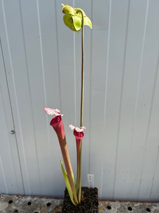 Sarracenia Evans x Umlauftiana #3.Planta Carnívora