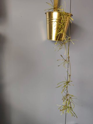 Esqueje Hoya retusa