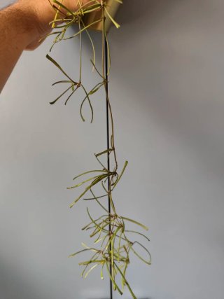 Esqueje Hoya retusa