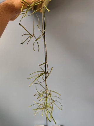 Esqueje Hoya retusa