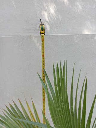 Palmera en maceta