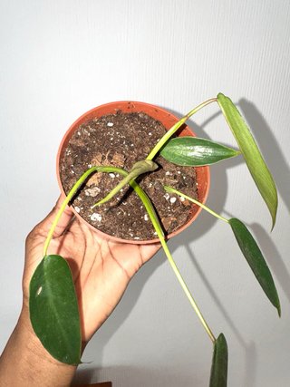 Philodendron Spiritus Sancti