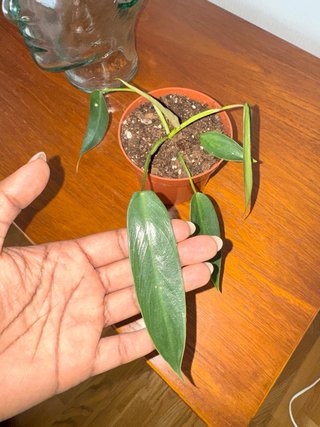 Philodendron Spiritus Sancti