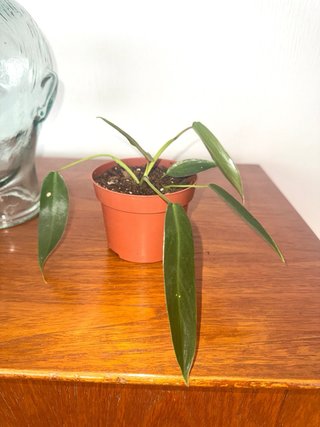 Philodendron Spiritus Sancti