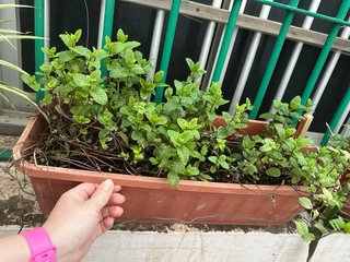 Hierbabuena en maceta