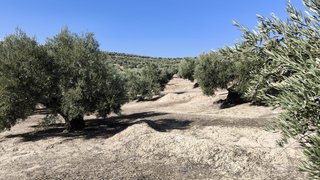 Finca de Olivos Las Quebradas en Begíjar