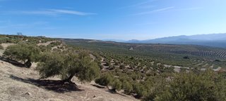 Finca de Olivos Las Quebradas en Begíjar