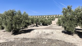 Finca de Olivos Las Quebradas en Begíjar