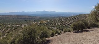 Finca de Olivos Las Quebradas en Begíjar