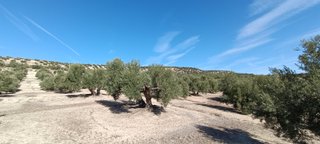 Finca de Olivos Las Quebradas en Begíjar