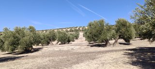 Finca de Olivos Las Quebradas en Begíjar