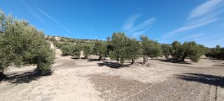 Finca de Olivos Las Quebradas en Begíjar