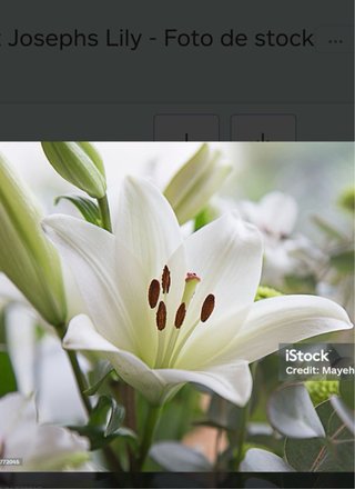 Lirio blanco en maceta de plástico