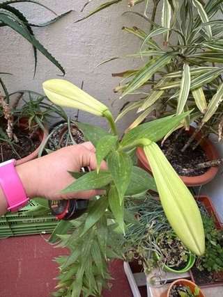 Lirio blanco en maceta de plástico