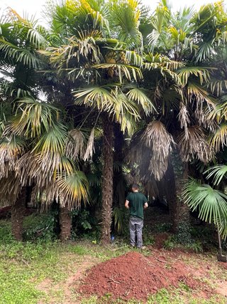 Palmera Palmito (Chamaerops humilis)