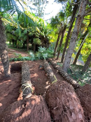 Palmera Palmito (Chamaerops humilis)