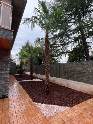 Palmera Palmito (Chamaerops humilis)