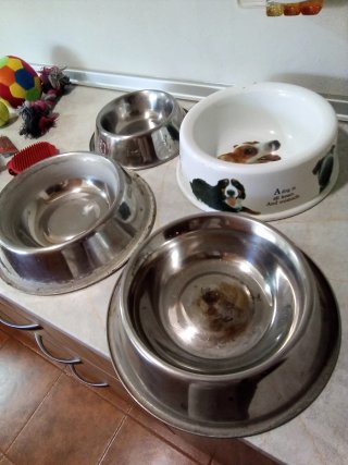 Accesorios para mascotas: collares, correas y jugu