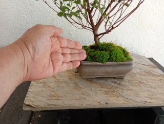 Azalea Rhododendron prebonsai