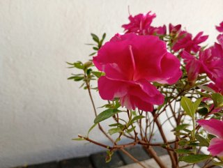 Azalea Rhododendron prebonsai