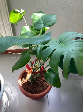 Monstera Deliciosa Costilla de Adán