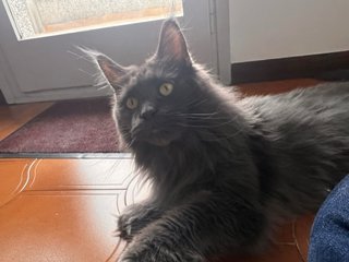 Interna con experiencia en cuidado de mascotas