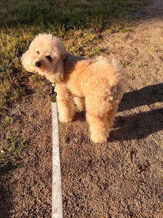 Interna con experiencia en cuidado de mascotas
