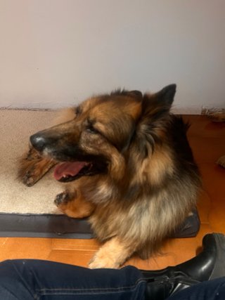 Interna con experiencia en cuidado de mascotas