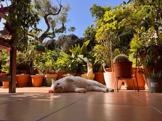 Interna con experiencia en cuidado de mascotas
