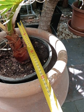 Tinaja de terracota y palmera