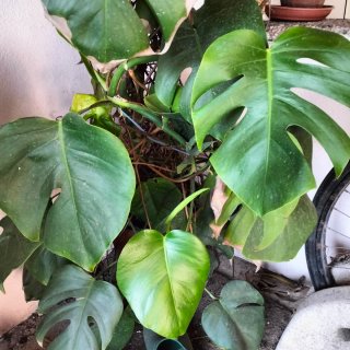 Pianta Monstera talea