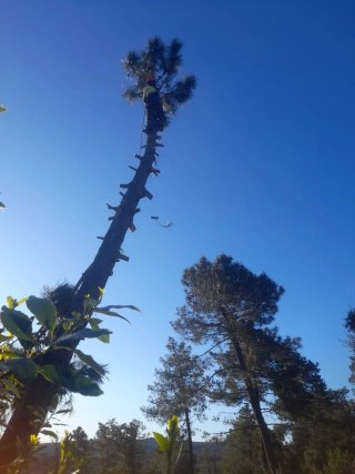 Limpieza y desbroce parcelas y jardines