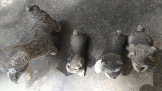 Familia de perros miniatura