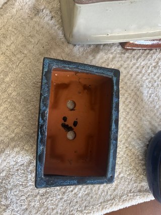 Macetas de cerámica para bonsái