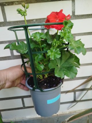 Colección de Geranios