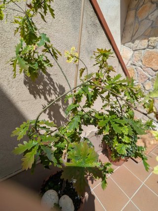 Roble joven en maceta de barro – Ideal terraza/jar