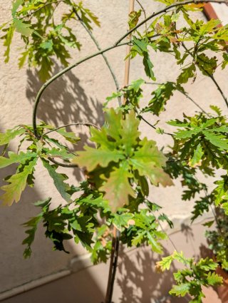 Roble joven en maceta de barro – Ideal terraza/jar
