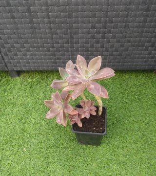 Graptoveria Douglas