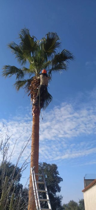 Limpieza y desbroce parcelas terrenos i jardines