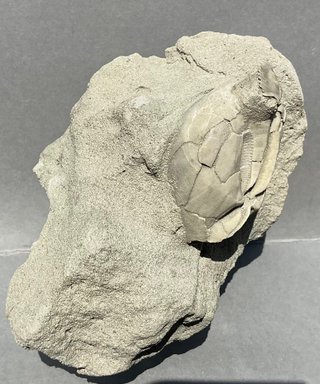 Fósil Erizo de Mar Schizaster cf. progoensis