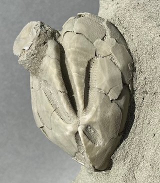 Fósil Erizo de Mar Schizaster cf. progoensis