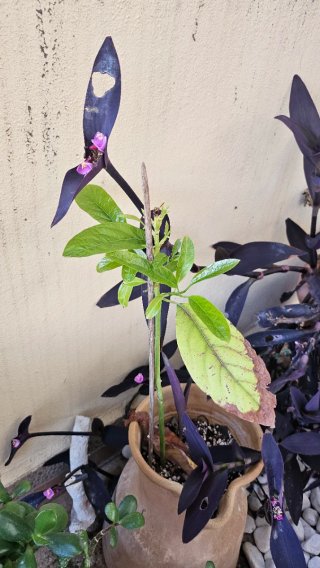 Planta de aguacate en maceta. Dos años de vida.