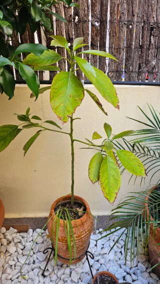 Árbol de aguacate de 2 años